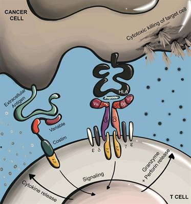 Cancer Therapy With TCR-Engineered T Cells: Current Strategies, Challenges, and Prospects